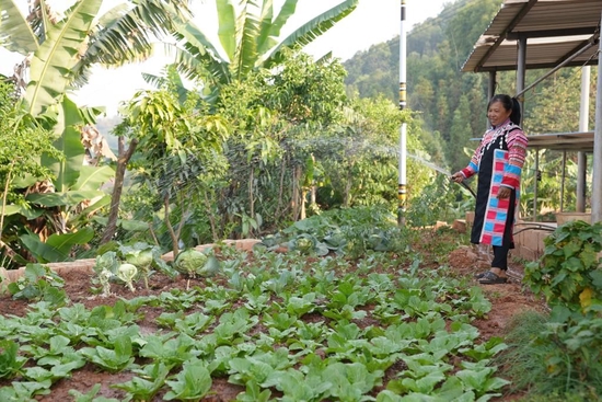  云南西盟县勐梭镇班母村群众正在浇灌“微菜园”。（受访对象供图）