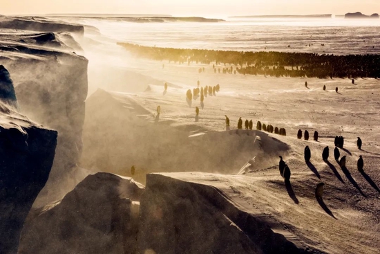  南极洲的帝企鹅群。图/视觉中国