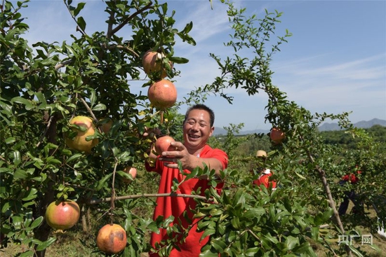  张河村种植的软籽石榴成熟，农民采摘时难掩喜悦（央广网发 韩姗姗 摄）