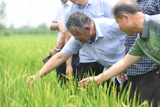 在江苏省句容市天王镇戴庄村，农业专家赵亚夫（中）带着团队成员查看有机水稻长势（2021年7月6日摄）。新华社记者 季春鹏 摄