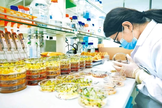  2022年4月11日，海南三亚市崖州湾种子实验室，科研人员正在观察种子样本。