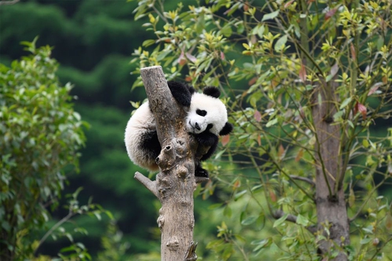 在中国大熊猫保护研究中心卧龙神树坪基地内，一只大熊猫在树上休息（2022年4月24日摄）。新华社记者 胥冰洁 摄