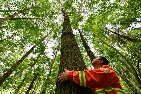在贵州省贵阳市长坡岭国家级森林公园，村级林长郭健用手量一棵树的直径（2022年7月13日摄）。新华社记者 杨文斌 摄