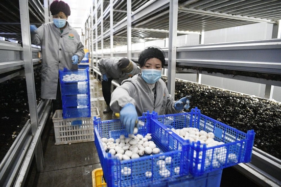 农民在宁夏闽宁镇双孢菇栽培示范基地采摘蘑菇（2020年3月18日摄）。新华社记者 王鹏 摄