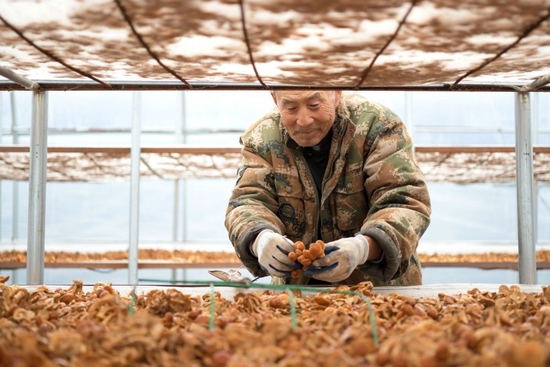 在黑龙江省绥化市明水县兴仁镇石人村的食用菌种植基地，建档立卡户林德山在晾滑子蘑，他在这里打工年收入在1万元以上（2020年10月11日摄）。新华社记者 王建威 摄