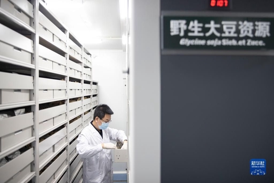 工作人员在黑龙江寒地作物种质资源库内查看野生大豆种质情况（2022年5月19日摄）。新华社记者 张涛 摄