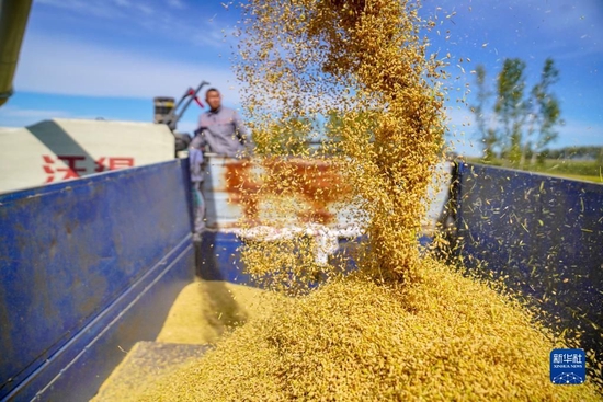  在吉林省长春市九台区龙嘉农乐种植家庭农场，农民操作农机将收获的水稻送入拖拉机（2022年9月20日摄）。新华社记者 张楠 摄