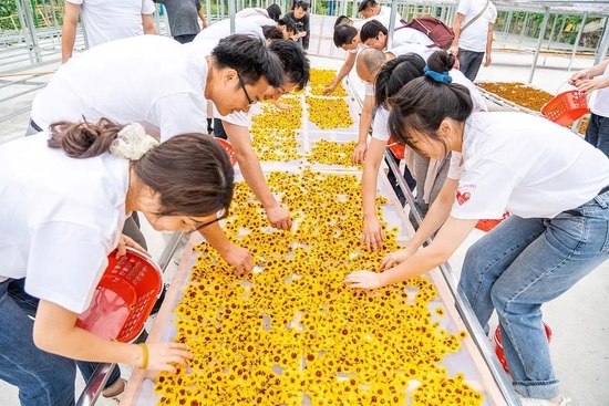 贵州毕节，游客在纳雍县厍东关乡李子村将体验采收的雪菊摊晾（2022年8月30日摄）。