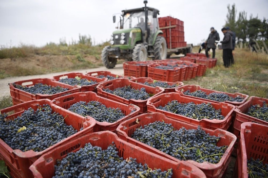  ↑工人在宁夏贺兰山东麓一酒庄葡萄园搬运采摘下的酿酒葡萄（2021年10月14日摄）。