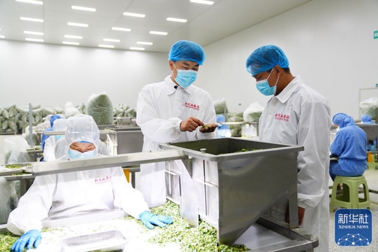 10月16日，在山东省兰陵县代村一家食品加工企业，代村党委成员刘聪聪（中）在检查产品质量。新华社记者 郭绪雷 摄