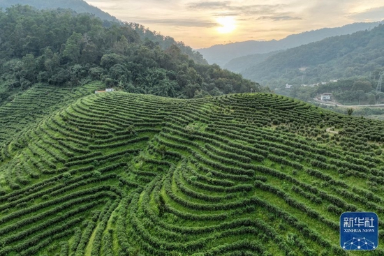 这是10月17日拍摄的海南省五指山市水满乡的茶园（无人机照片）。新华社记者 张丽芸 摄