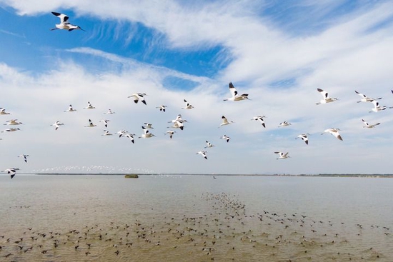  武汉沉湖湿地上空鸟儿翔集（10月20日摄）。新华社记者 伍志尊 摄