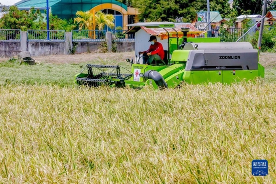 2022年3月25日，农民在菲律宾中吕宋地区新怡诗夏省的中菲农技中心工作。新华社发（乌马利摄）