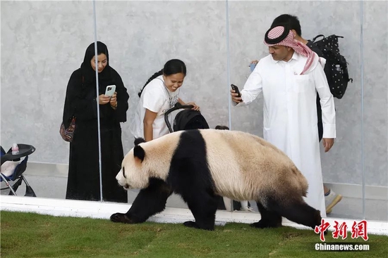  11月17日，在世界杯开赛前夕，首对中国赴卡塔尔大熊猫“京京”与“四海”正式与当地民众见面。富田 摄