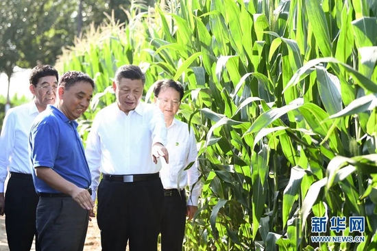 2020年7月22日至24日，习近平在吉林省考察。这是7月22日下午，在四平市梨树县国家百万亩绿色食品原料（玉米）标准化生产基地核心示范区地块，习近平走进玉米地，了解农业科技研发利用、黑土地保护情况。新华社记者 燕雁 摄