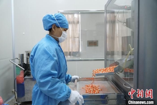 资料图:员工正在生产胶囊。 韦国政 摄