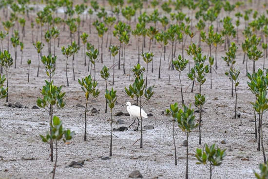 ↑鹭鸟在海南儋州市新英盐场湿地人工栽种的红树林间觅食（2022年11月8日摄）。