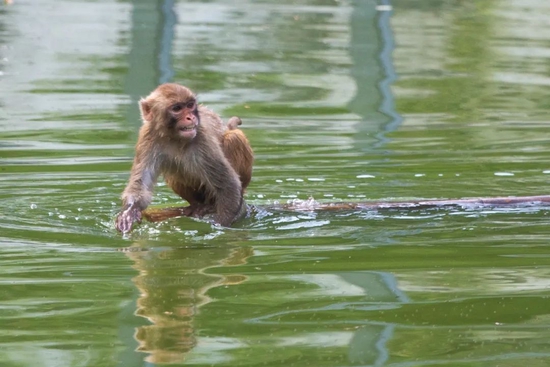 南京红山森林动物园中的猴子在水面“泛舟” 图/中国新闻图片网