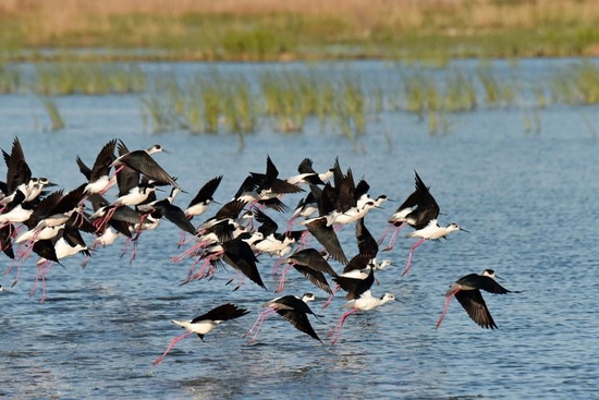 这是在雄安新区白洋淀拍摄的鸟群（2022年4月15日摄）。新华社发（周龙山 摄）