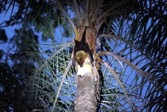 印度在一名有感染症状女子家附近捕获9只蝙蝠，1只有尼帕病毒抗体，华人：当地民众对疫情关注较少，仍有庆典活动正常举行