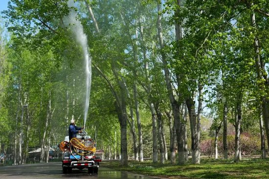 北京治理飞絮，这新招儿挺绝！杨柳树能不能都砍了？专家：治理不是一砍了之