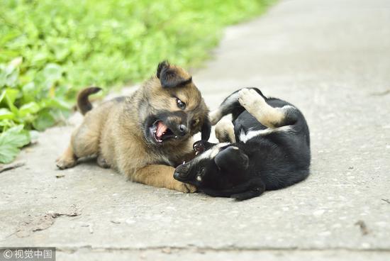 田园小狗:杭州养狗严管惹争议:“国产狗”也属禁止饲养犬