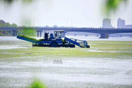 安徽亳州市区涡河段水面上的清草作业。亳州近20年来的经验显示，通过治理地表水涡河来缓解当地缺水的思路并不容易实现。图/IC