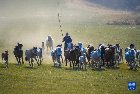 内蒙古锡林郭勒盟西乌珠穆沁旗的牧民在驱赶马群（5月17日摄）。新华社记者 彭源 摄