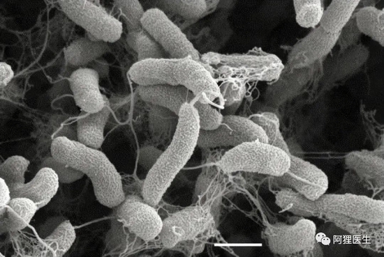 武汉大学疑似出现霍乱病例？霍乱是什么疾病？休闲区蓝鸢梦想 - Www.slyday.coM