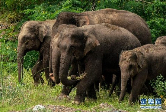  8月9日，象群在云南省玉溪市元江县境内的丛林中觅食。新华社记者 江文耀 摄