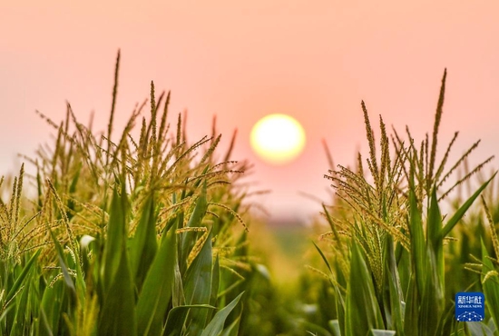 这是在吉林省四平市梨树县国家百万亩绿色食品原料（玉米）标准化生产基地核心示范区拍摄的玉米（2020年7月23日摄）。新华社记者 许畅 摄