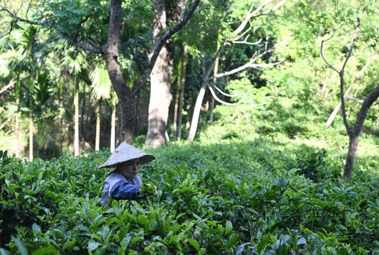  毛纳村茶农在茶园采茶（4月10日摄）。 新华社记者 杨冠宇 摄