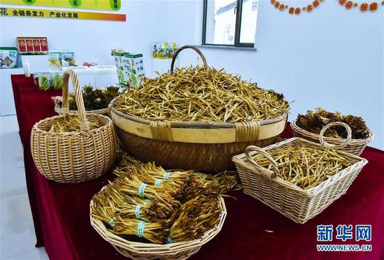 这是在山西省大同市云州区西坪镇拍摄的晾晒好的黄花（5月11日摄）。新华社发（柴婷 摄）