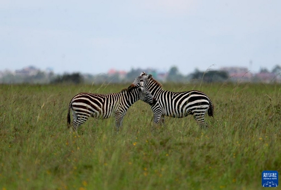 这是2021年5月19日在肯尼亚内罗毕国家公园内拍摄的斑马。新华社记者 龙雷 摄