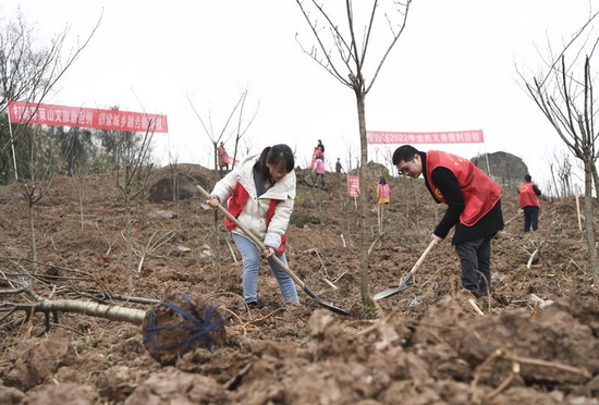  3月1日，在重庆市璧山区，参加义务植树活动的志愿者在植树。新华社记者 王全超 摄