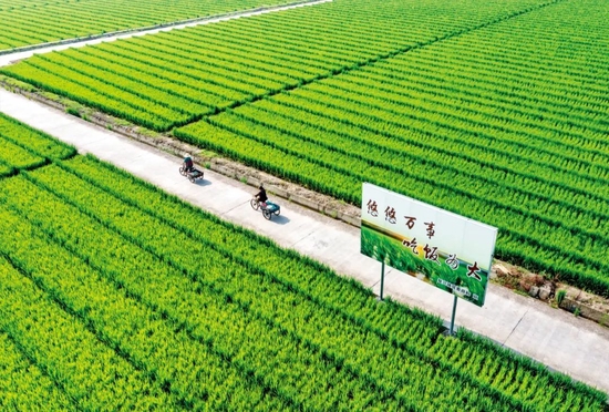 四川眉山市东坡区复兴镇水稻种子基地的秧苗。图/中新