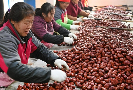 陕西省榆林市佳县佳州街道木场湾村村民在分拣红枣（2021年1月19日摄）。新华社记者 陶明 摄
