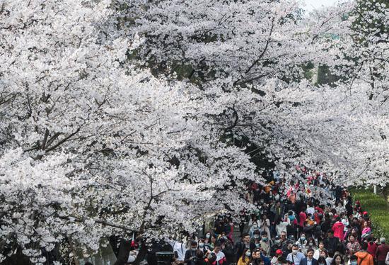 3月13日，医护人员在武汉大学樱花大道赏樱。