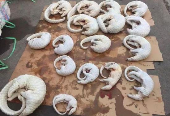 穿山甲是新冠病毒中间宿主？它比熊猫还珍贵