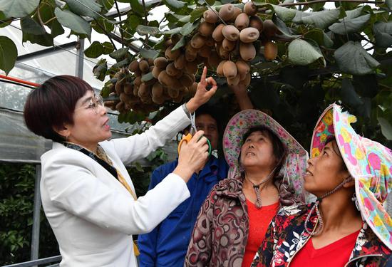 2020年10月22日，在周宁县农民创业示范基地特色水果种植园，福建省宁德市农业科学研究所的科技特派员（左一）在指导当地农民采摘红心猕猴桃。