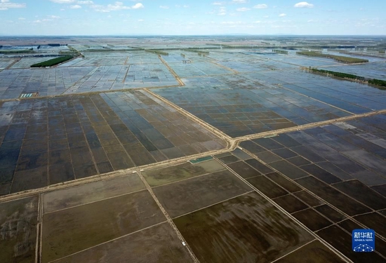 这是5月18日拍摄的北大荒集团七星农场有限公司的稻田（无人机照片）。新华社记者 王建威 摄