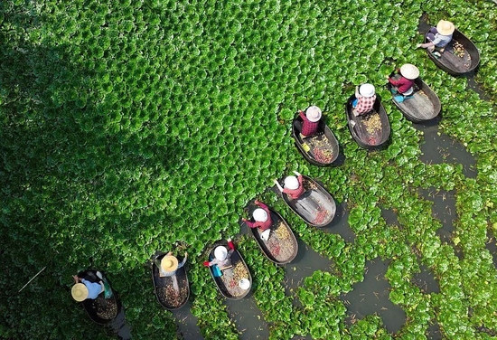  2022年9月7日，浙江湖州德清县四都村菱塘，村民在水面采菱。