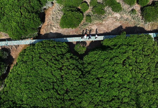 ↑工作人员在福建闽江河口湿地核心区域观测红树林的生长状况（2022年11月19日摄，无人机照片）。