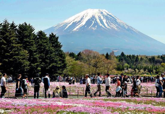 ▲ 日本山梨县富士山脚下的河口湖畔，游客观赏芝樱 马平摄/本刊 