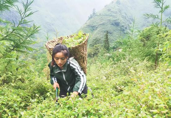 左哈在山林间割猪草