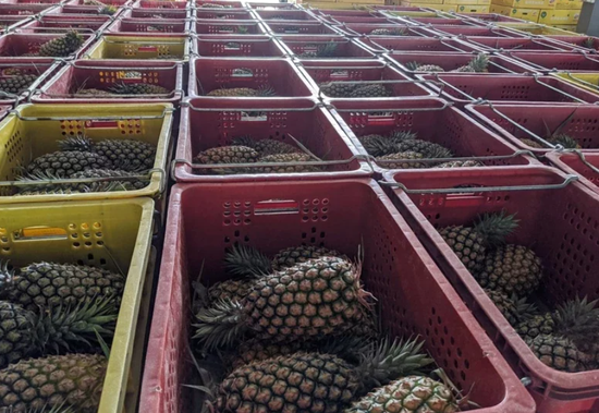 台湾菠萝(图源:联合报)