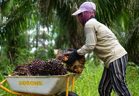 印尼农民正在收获棕榈