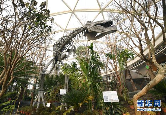 多种珍稀植物亮相北京世园会植物馆（1月11日摄）。新华社记者 张晨霖 摄