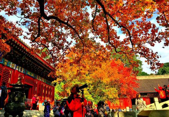 绿色北京:由绿到美 首都北京绿色发展的一次华丽转身 香山公园勤政殿门前的两株元宝枫五彩斑斓