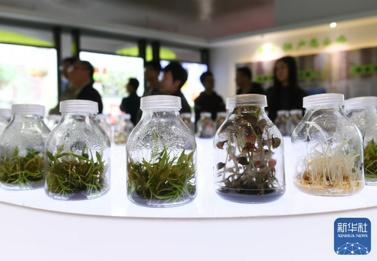 这是福建省沙县农村产权交易中心展厅展示的林下经济作物（2018年10月31日摄）。 新华社记者 林善传 摄